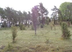 DSC09050 1
