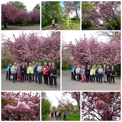 Kirschblüte Köln